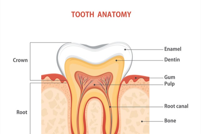 Image result for layers of teeth