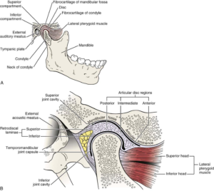 What-Is-A-Temporomandibular-Joint